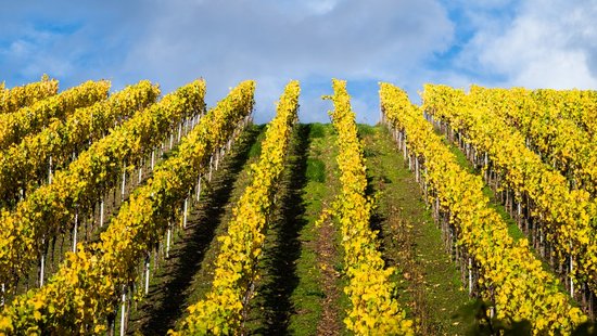 Weinberge mit gelben Blättern und blauem Himmel 